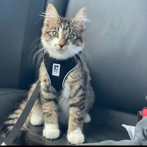 RC Pets Harness and leash